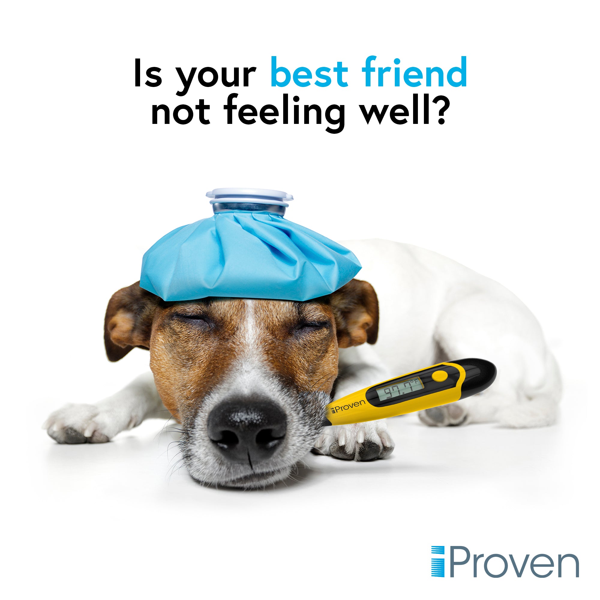 iproven-dt-k117y-tierthermometer-hund-katze-wasserdicht image 6